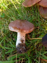 Cyclocybe erebia