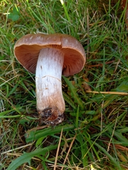 Cyclocybe erebia