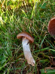 Cyclocybe erebia