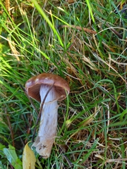 Cyclocybe erebia