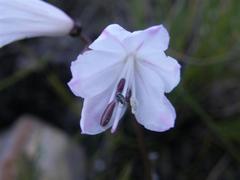 Nerine pudica