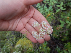 Ostericum maximowiczii maximowiczii