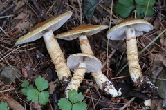 Cortinarius triumphans
