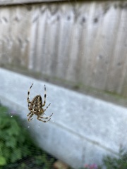 Araneus diadematus