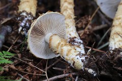 Cortinarius triumphans