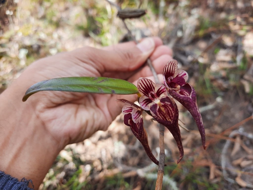 Bulbophyllum emarginatum (Bulbophyllum emarginatum)