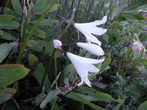 Nerine pudica