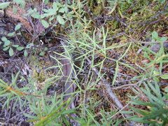 Ostericum maximowiczii maximowiczii