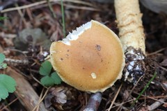 Cortinarius triumphans