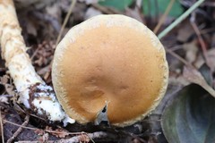 Cortinarius triumphans