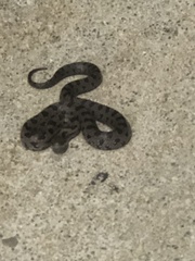 Lampropeltis