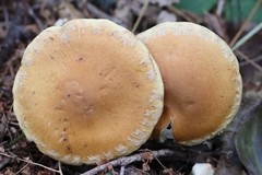 Cortinarius triumphans
