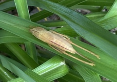 Pyrgocorypha uncinata