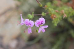 Pelargonium crispum