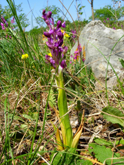 Anacamptis morio morio