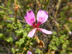 Pelargonium crispum