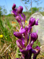 Anacamptis morio morio