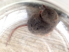 Sorex monticola