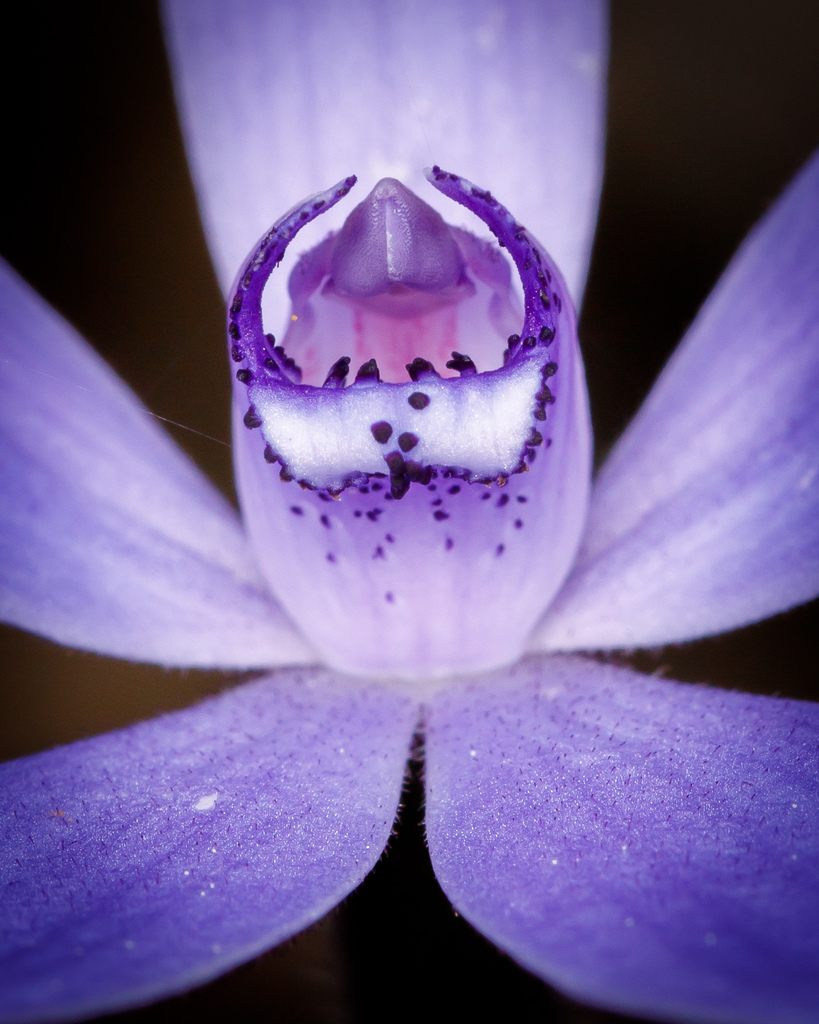 Caladenia sericea