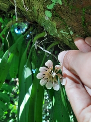 Bulbophyllum andersonii