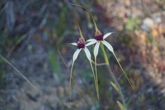 Caladenia lorea