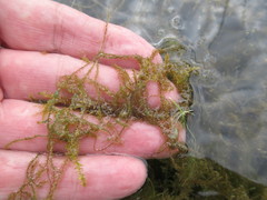 Drepanocladus