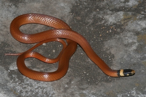 Culebra Cabeza Negra Tantilla Rubra Naturalista Co