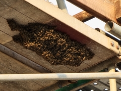 Apis cerana japonica