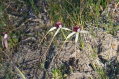 Caladenia lorea