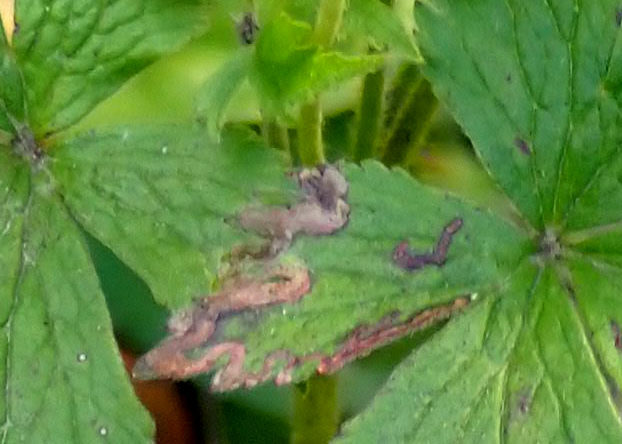 Phytomyza canadensis
