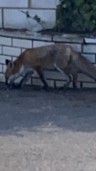 Vulpes vulpes