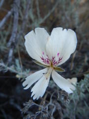 Pelargonium trifidum