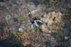 Caladenia lorea