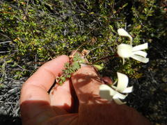 Pelargonium trifidum