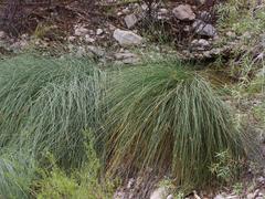 Cyperus marginatus