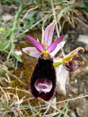 Ophrys bertolonii bertolonii