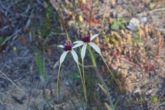 Caladenia lorea