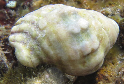 Mancinella capensis