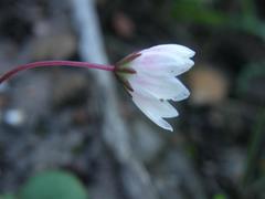Crassula capensis capensis