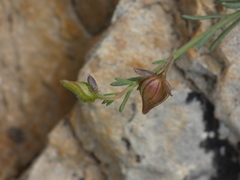 Fumana ericifolia