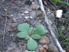Crassula capensis capensis