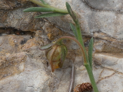 Fumana ericifolia