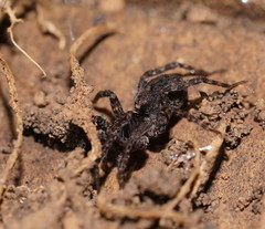 Artoriinae