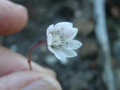 Crassula capensis capensis