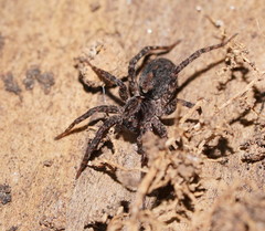 Artoriinae