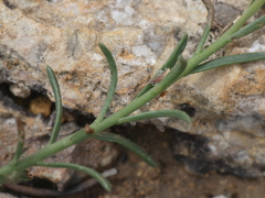 Fumana ericifolia