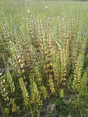 Hippuris tetraphylla