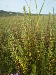 Hippuris tetraphylla