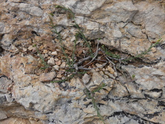 Fumana ericifolia