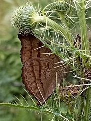 Pseudergolis wedah